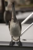 pelican1