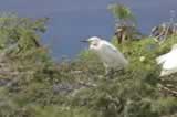 Young Egret